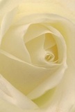 This intimate portrayal draws you into the softly-lit heart of a rose, its creamy white petals unfolding in gentle spirals much like a peaceful stroll along the Millbank riverside. Each layer seems to brush you with silk, its surface cool and delicate, adorned with the muted shadows that bring depth and quiet drama. There's an illumination to the bloom, subtle as the morning light over Millbank Gardens, imbuing the bouquet with calm and quiet resonance. Crafted by a skilled local florist, this rose holds within it the emotions suited to both sympathy and celebration-actions that resonate in Millbank's warm, connected community. Its understated fragrance almost lingers in the mind, suggesting the comfort of home and the assurance of thoughtfully arranged flowers arriving fresh to your door. Through this close perspective, the artistry and intention behind each petal become apparent, mirroring the sensitive, personal touch that distinguishes floral arrangements in Millbank. Every detail tells a story, offering solace, appreciation, and renewal to all who receive it.